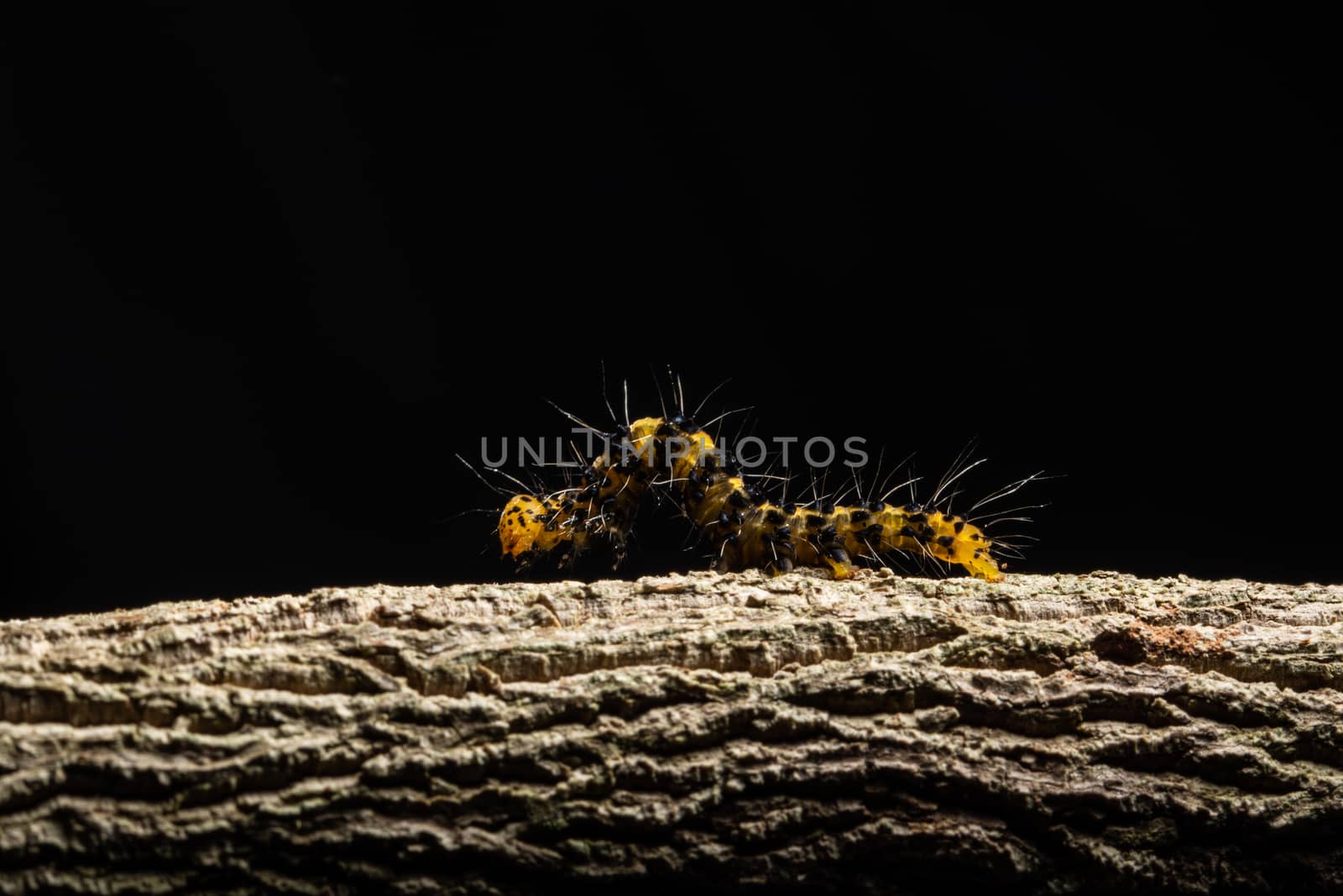 Macro worm on the plant.