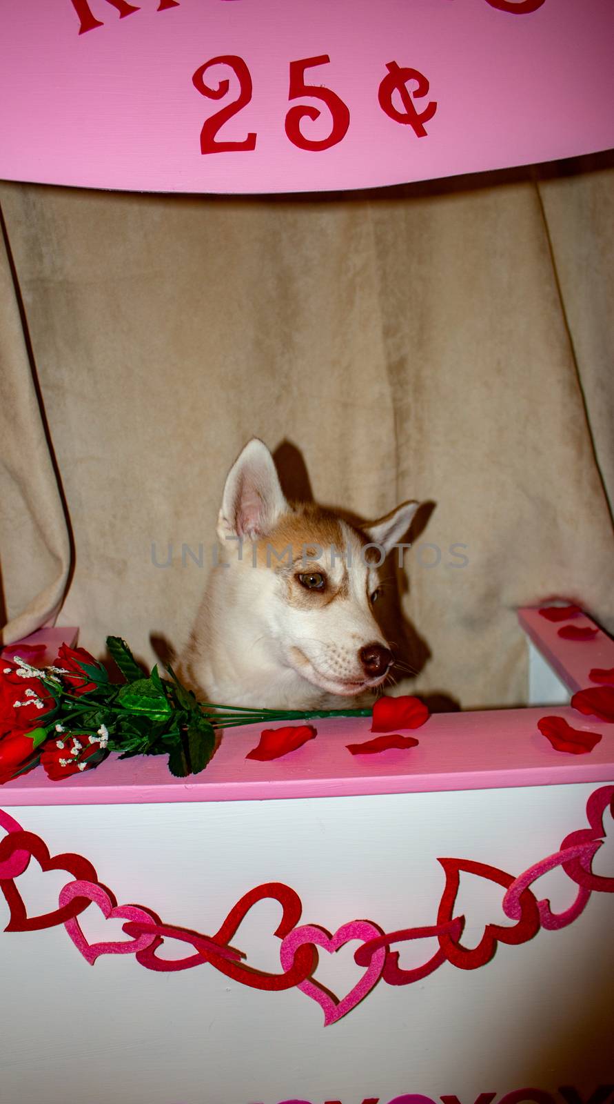 Valentine Dog in Kissing Booth