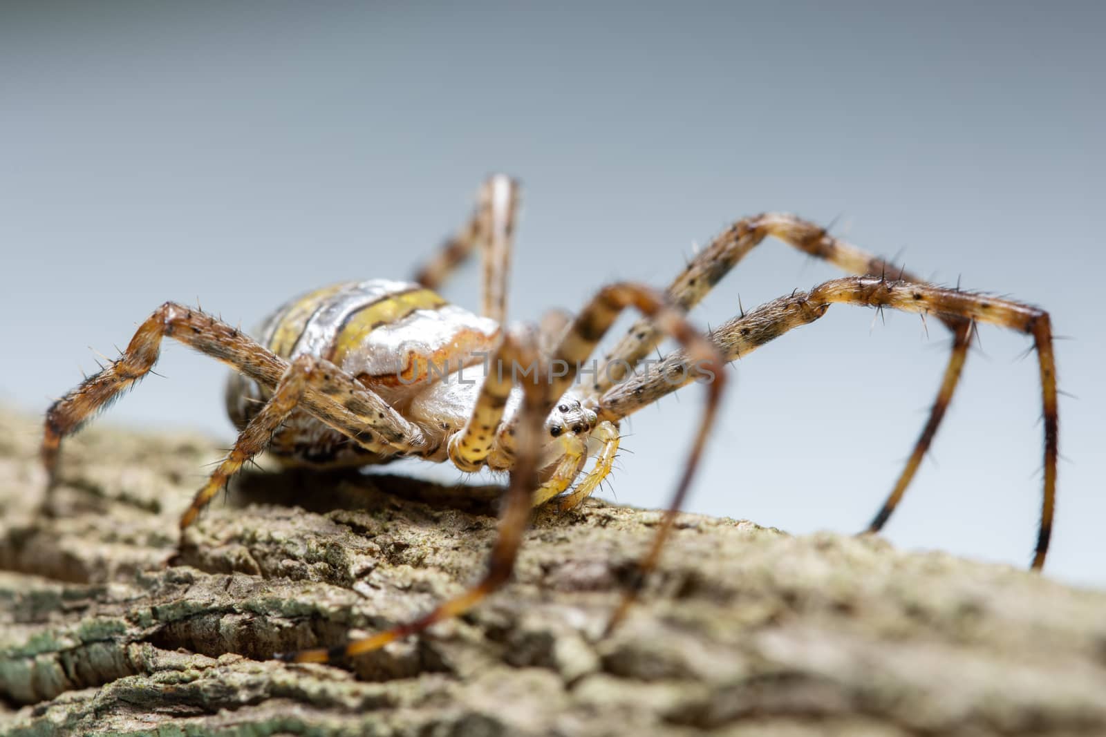 Macro spider on the plant