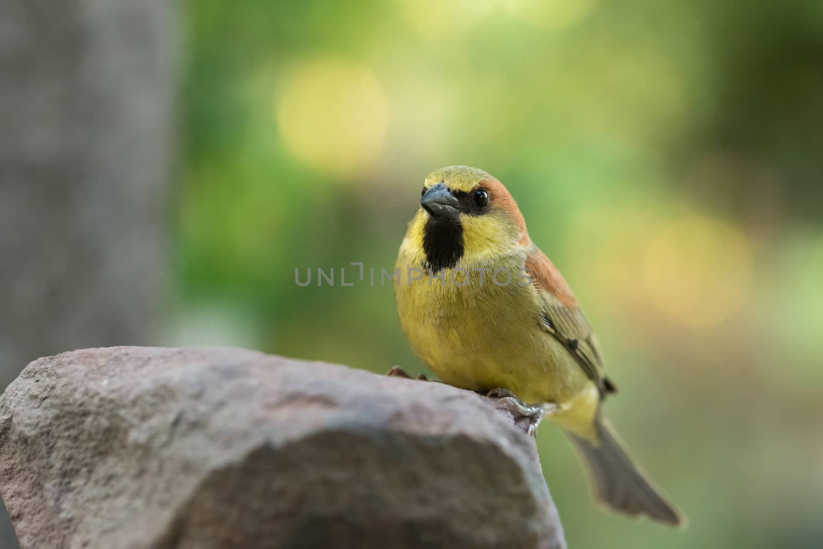 Birds are on rocks