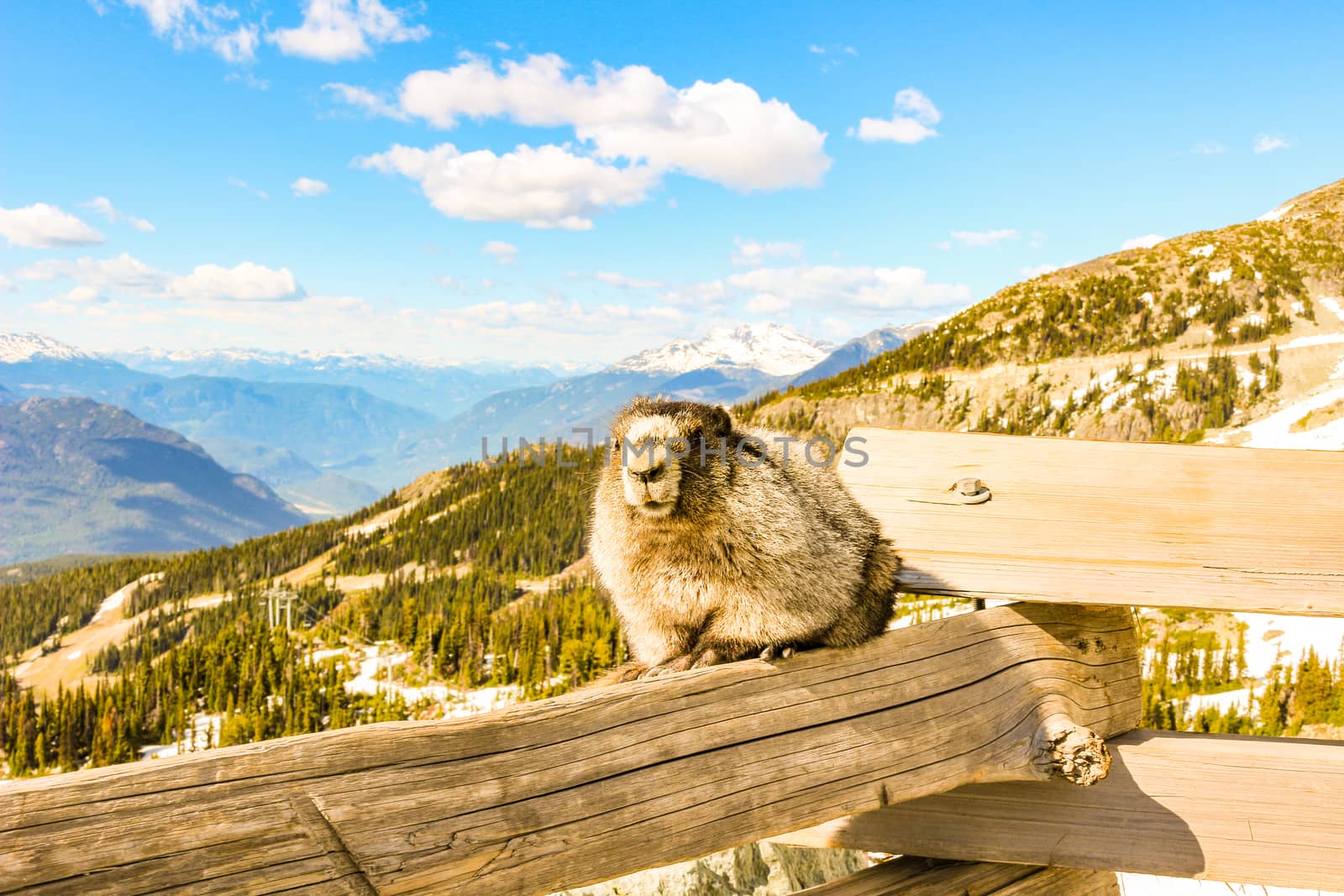 A Hoary marmot on a mountain with a beautiful mountain backdrop by mynewturtle1