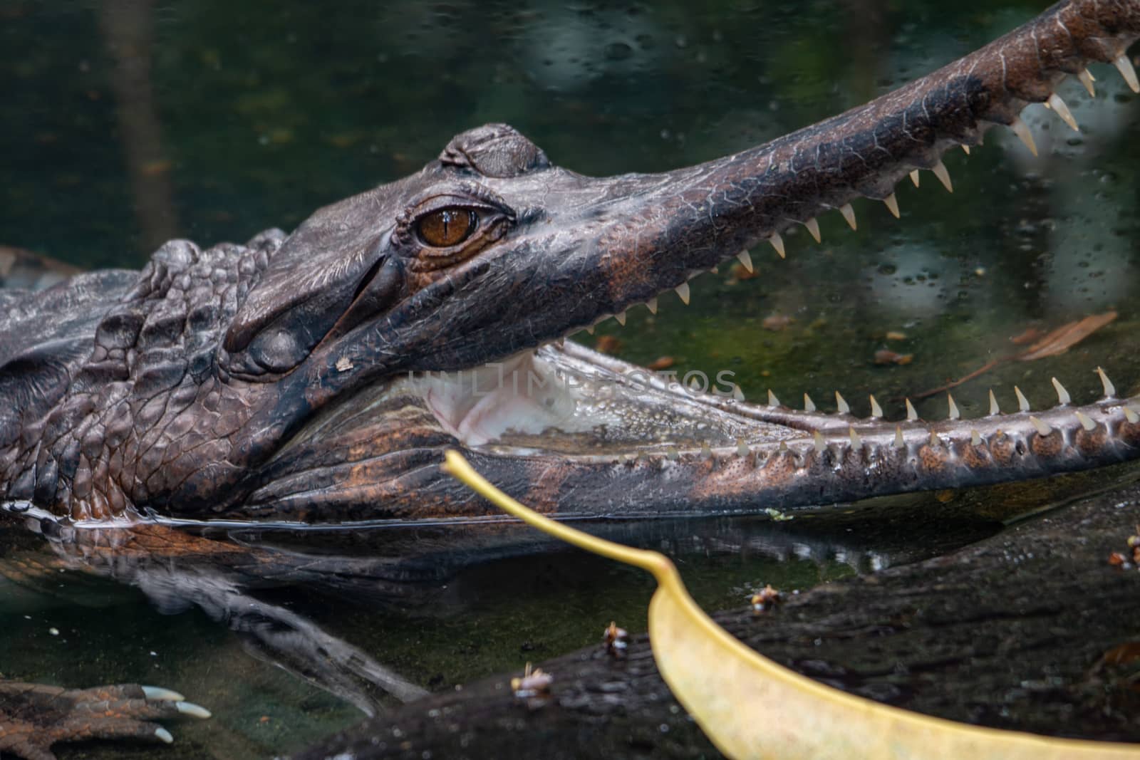 Gharial, Gavialis gangeticus, stands out with a very long jaw.