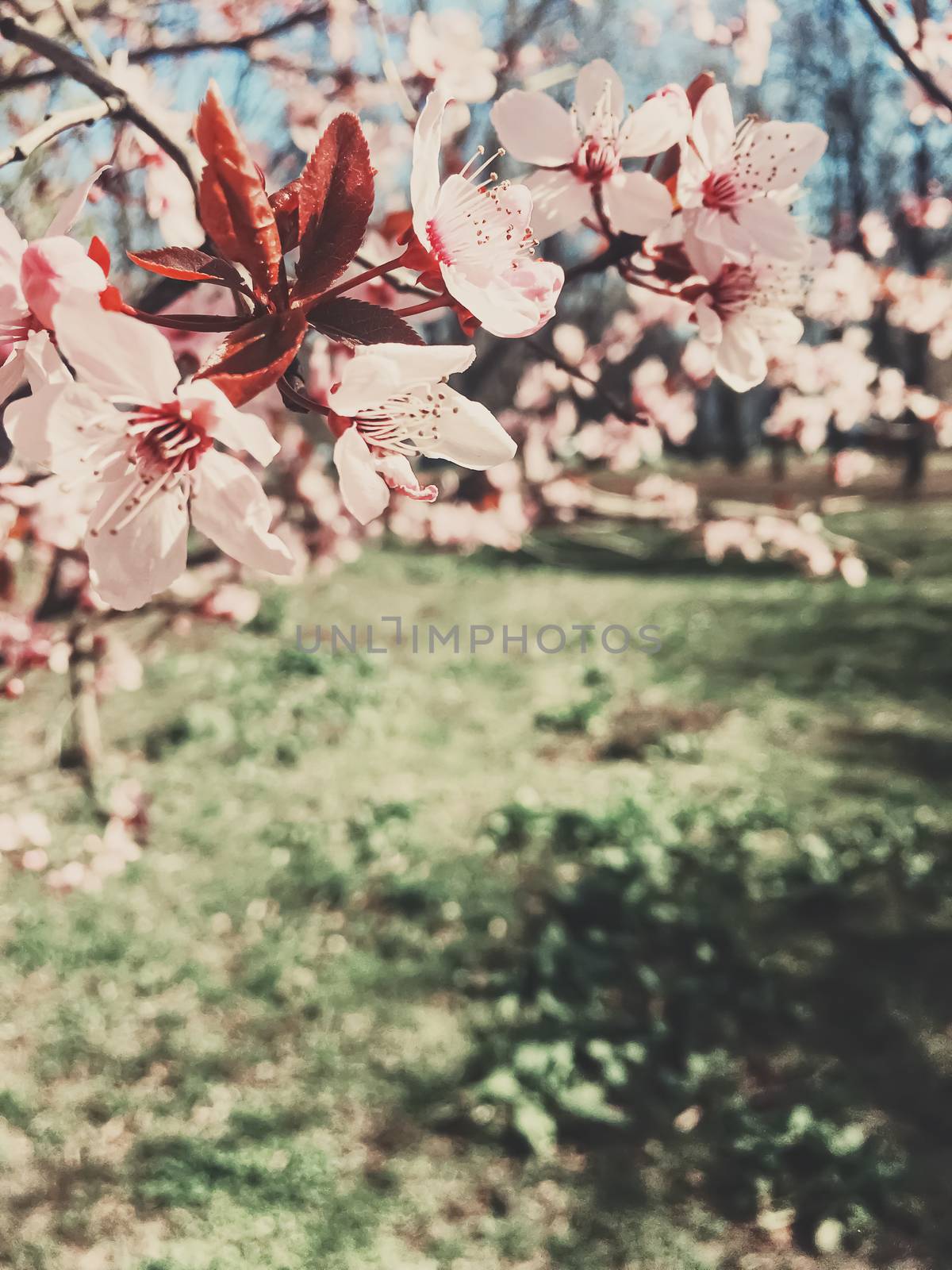 Vintage background of apple tree flowers bloom, floral blossom in sunny spring