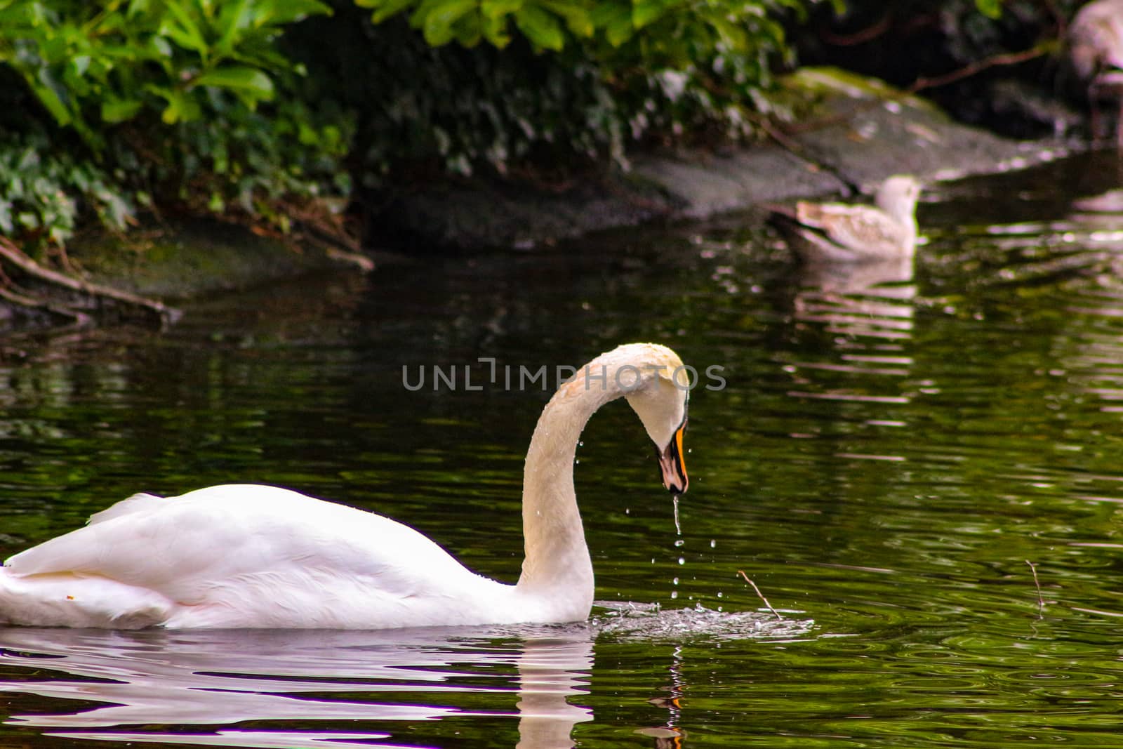 White swan in the foggy lake at the dawn. Morning lights. Romantic background. Beautiful swan. Cygnus. Romance of white swan with clear beautiful landscape..