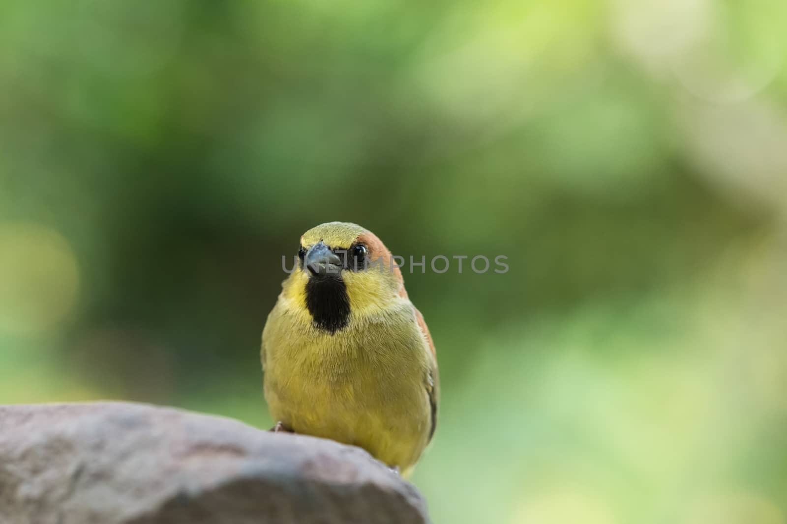 Bird on the Rock