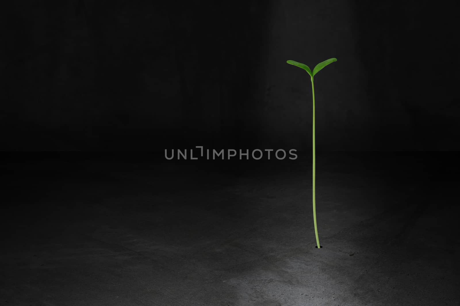 Business growth concept, young plant on concrete background, financial increase market profit, nature and ecology
