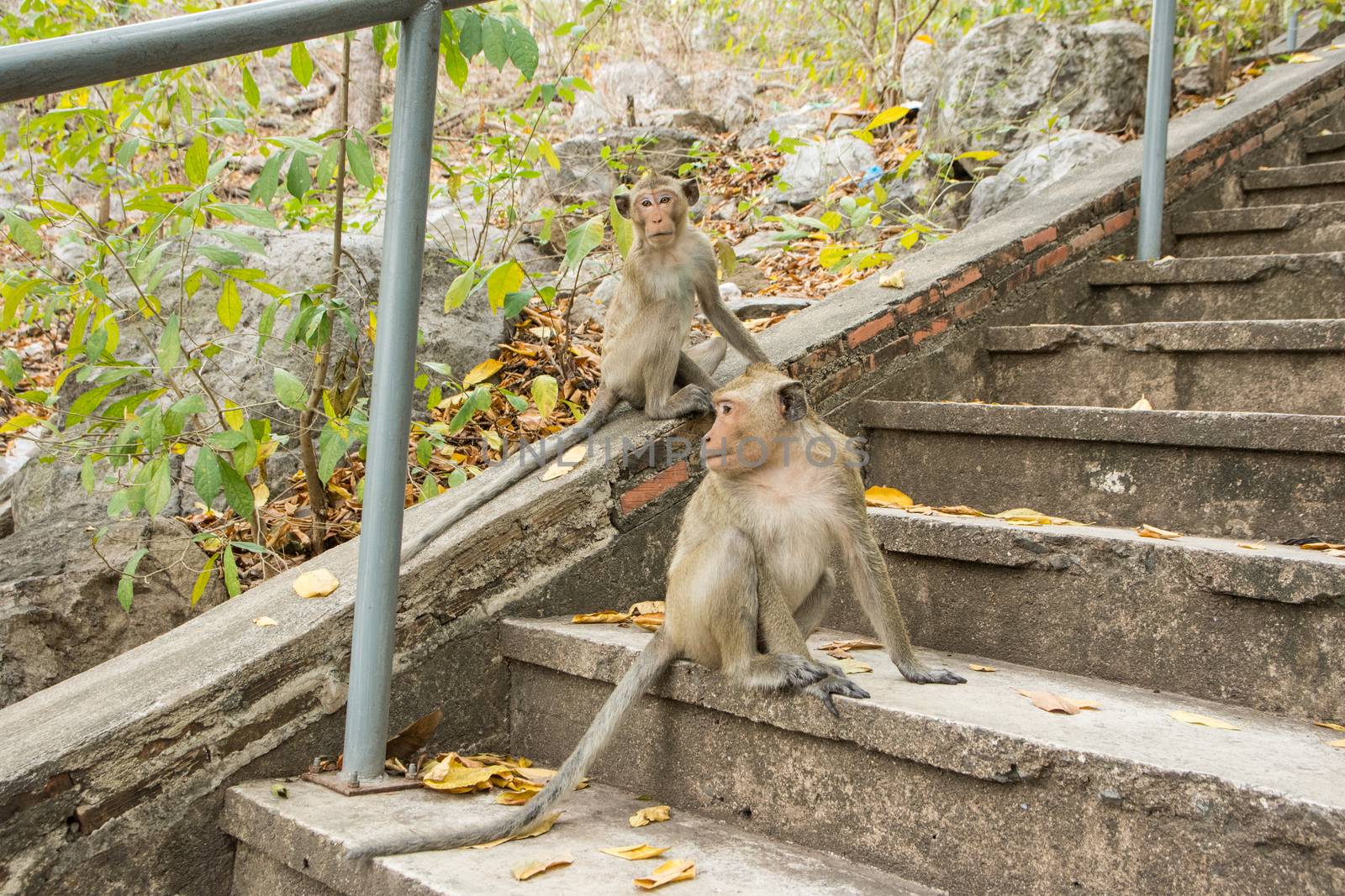 Monkey in the wild