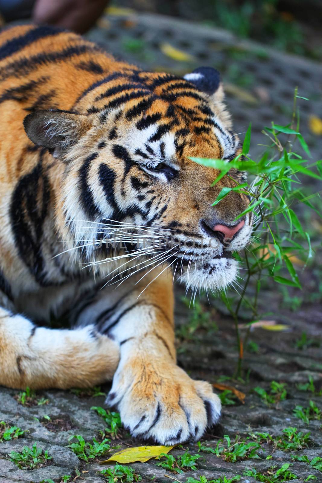 Sumatran tiger laying by Yellowj