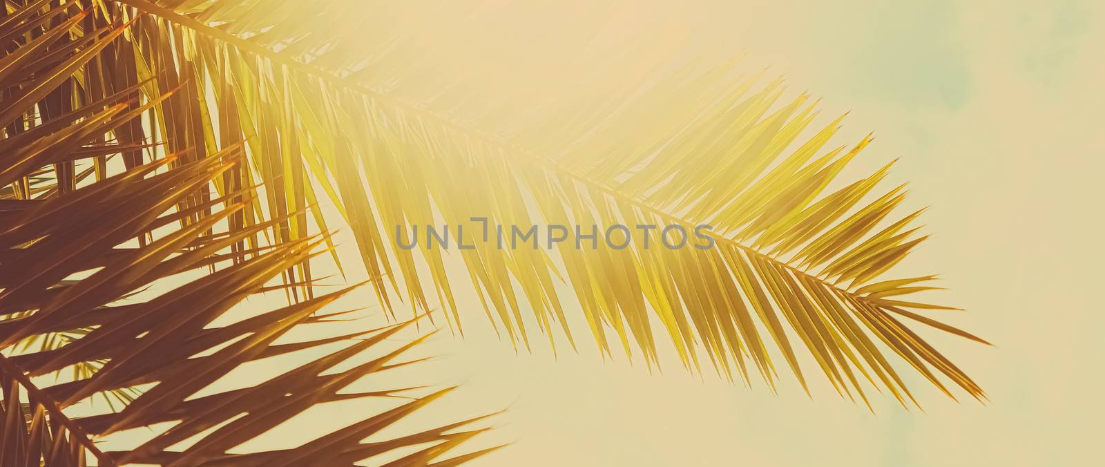 Tropical palm tree leaves in hot summer day as vintage background, nature and travel concept