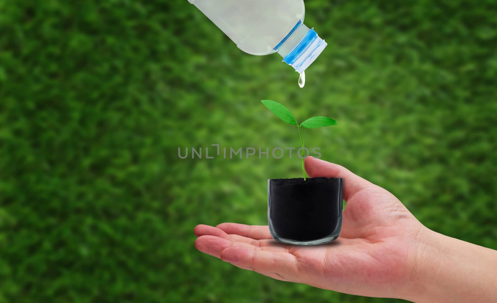 Business growth concept, young plant and water on green background, financial increase market profit, nature and ecology