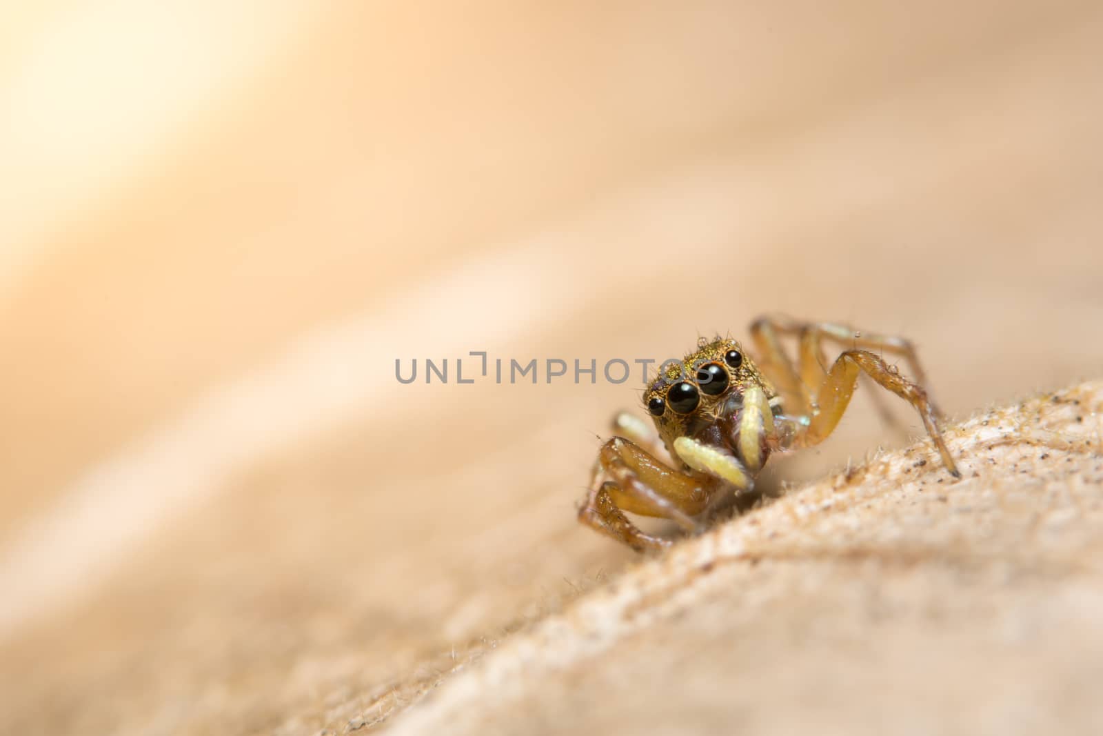 Macro spider on a branch of a leaf