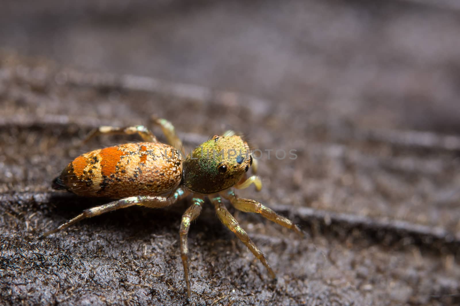 Macro spider on the leaf