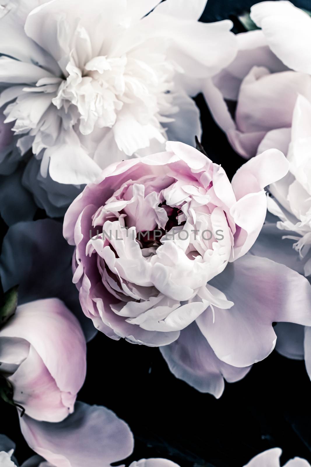 Pastel peony flowers as floral art background, botanical flatlay and luxury branding by Anneleven