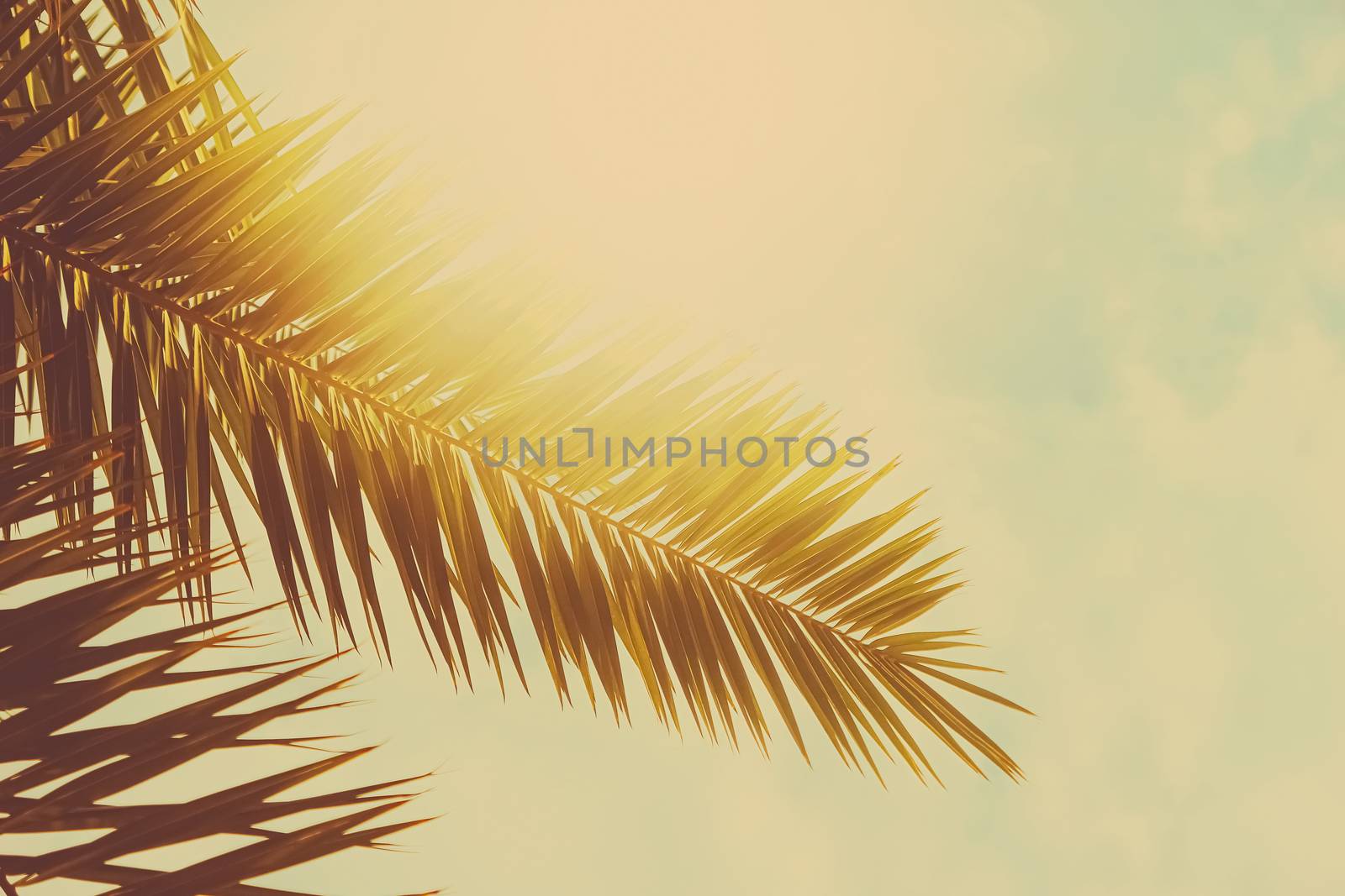 Tropical palm tree leaves in hot summer day as vintage background, nature and travel by Anneleven