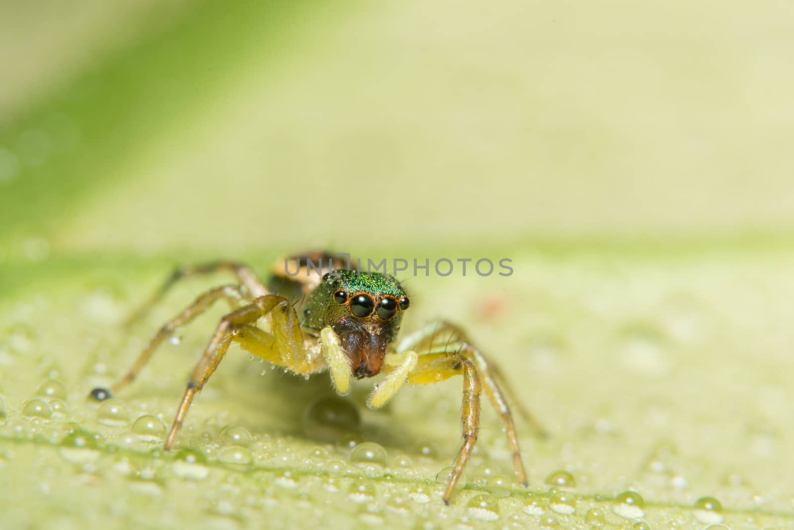 Macro spider on the leaf