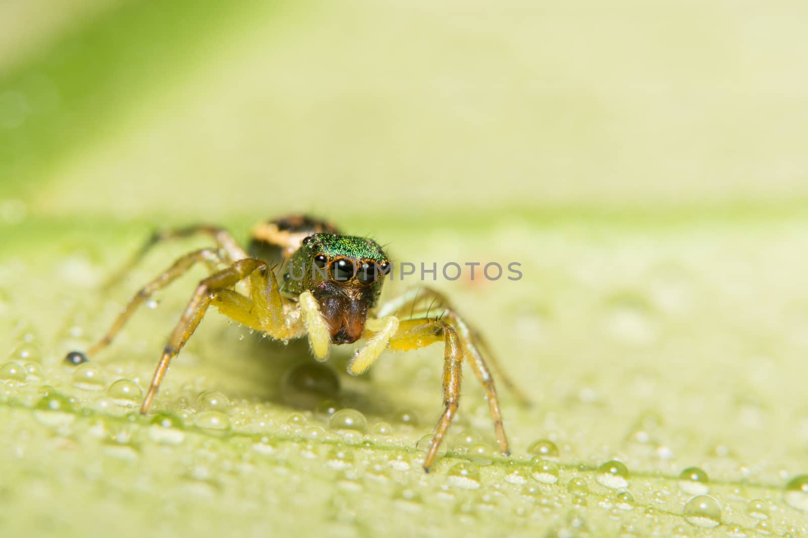 Macro spider on the leaf