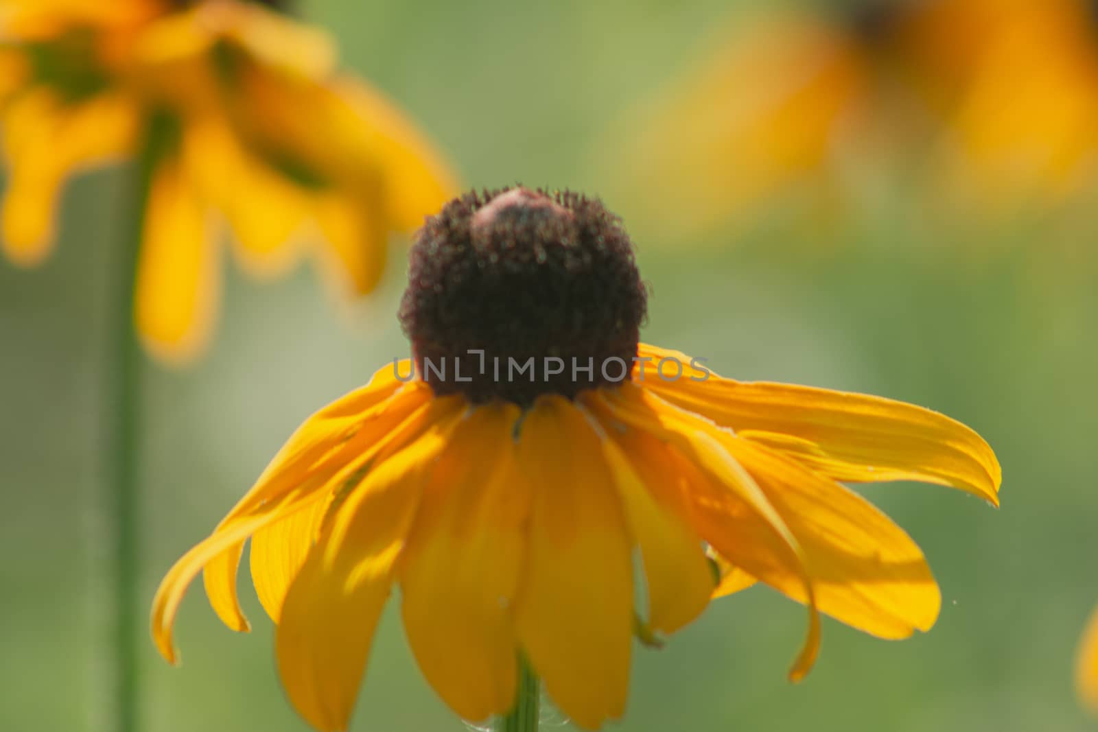 Morning dew on a black-eyed susan wildflower at The Morton Arboretum in Lisle, Illinois. by mynewturtle1