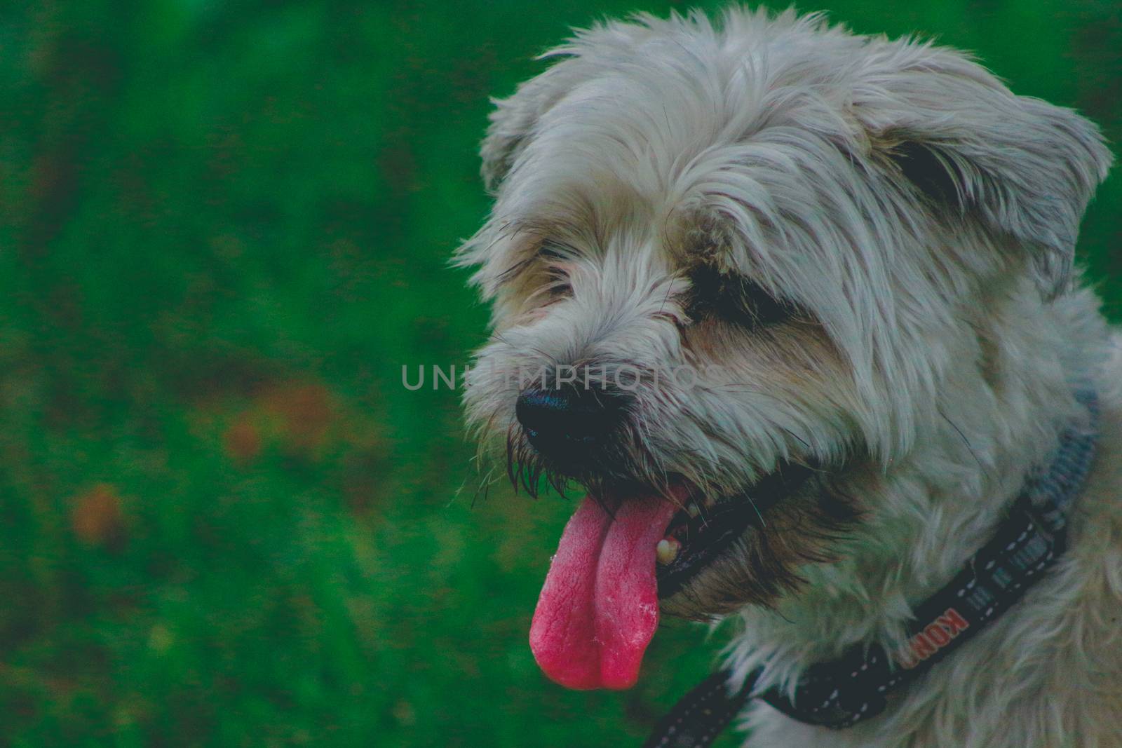 Shorkie puppy outdoors looking and exploring around