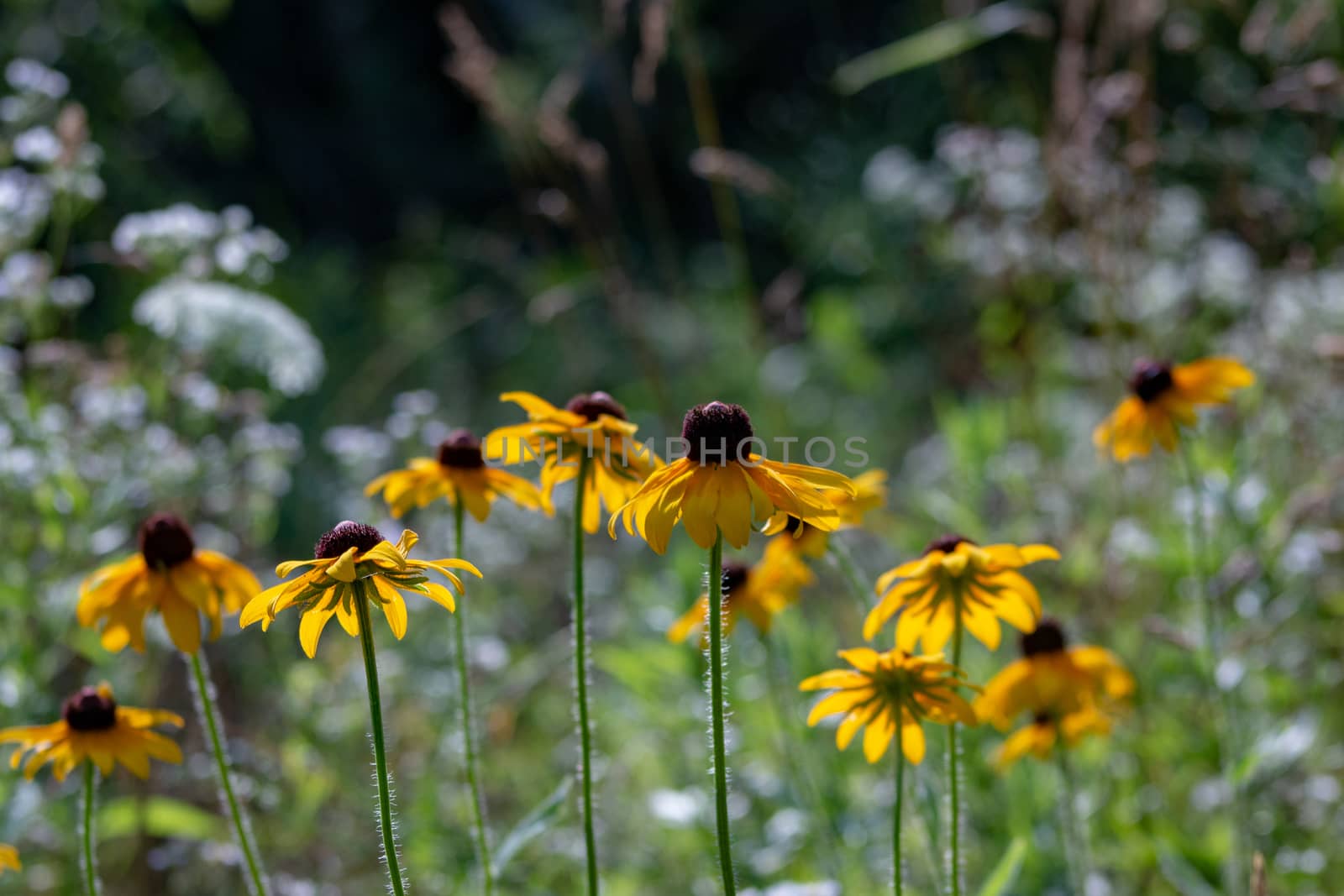 Morning dew on a black-eyed susan wildflower at The Morton Arboretum in Lisle, Illinois. by mynewturtle1