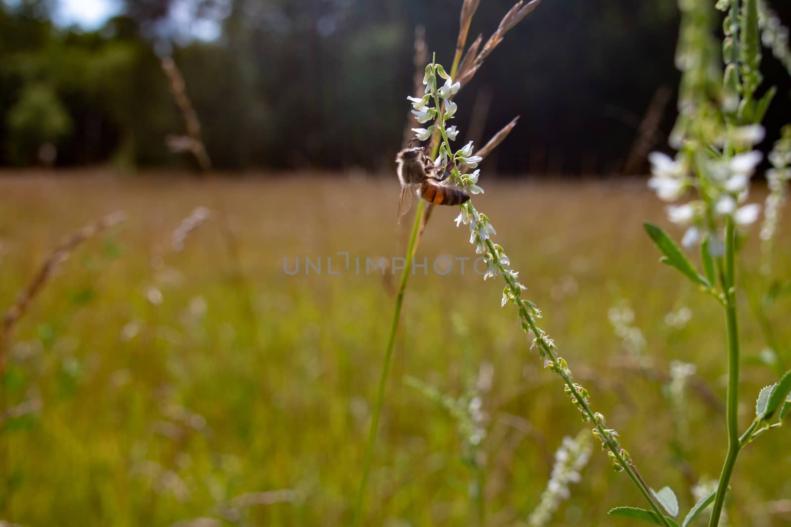 the important bee that pollinates flowers