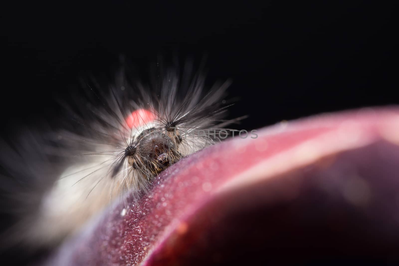 Macro worm on flower petals