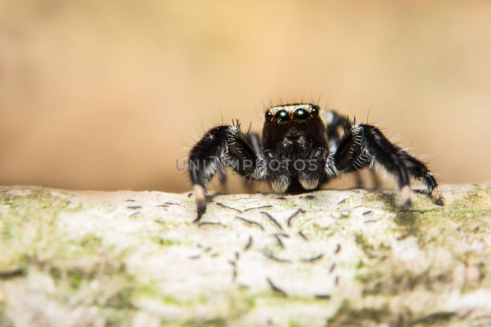 Macro spider on the leaf