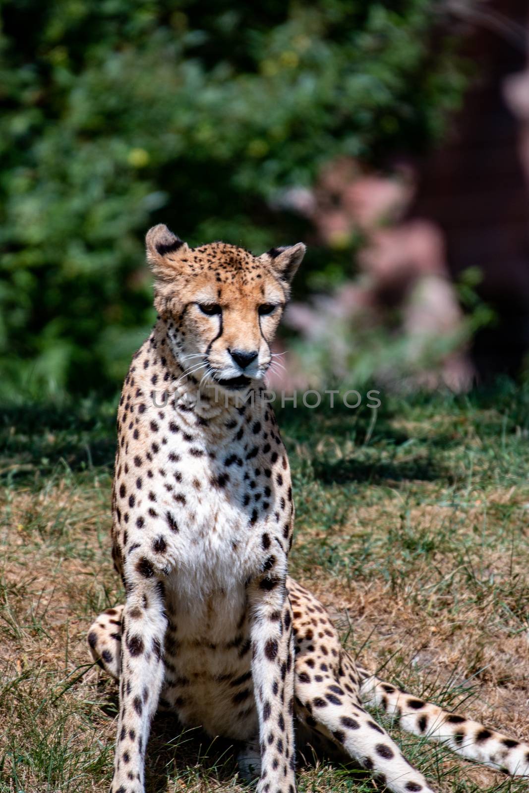 Sitting cheetah in Africa. Sitting cheetah in wild bush in South Africa by mynewturtle1