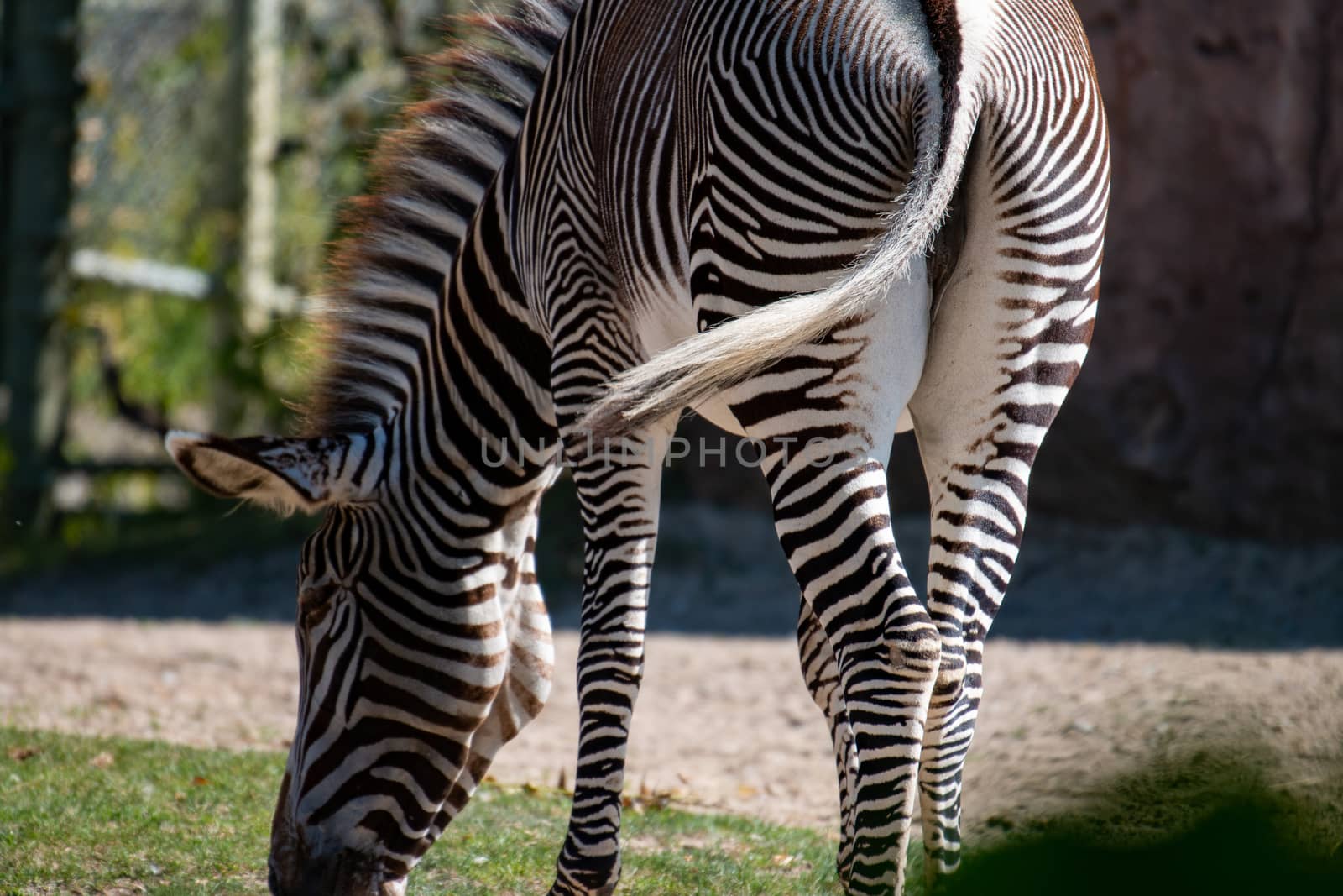 Zebra Grazing Africa. An African zebra grazing on long grass by mynewturtle1