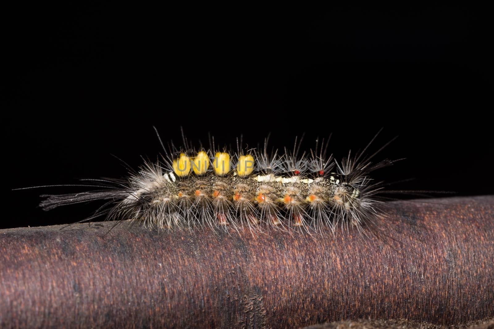 Macro Worm on a Branch