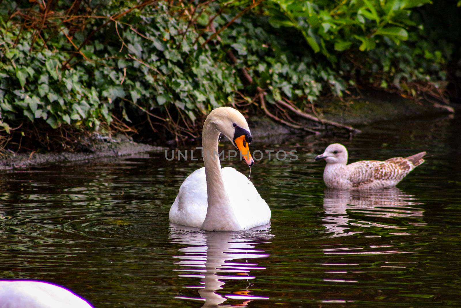 Mute swan cygnets, Cygnus olor, watched over by pen and cob, swimming in Grand Canal, Dublin, Ireland. Four young fluffy baby swans with soft down in water beside mother and father.