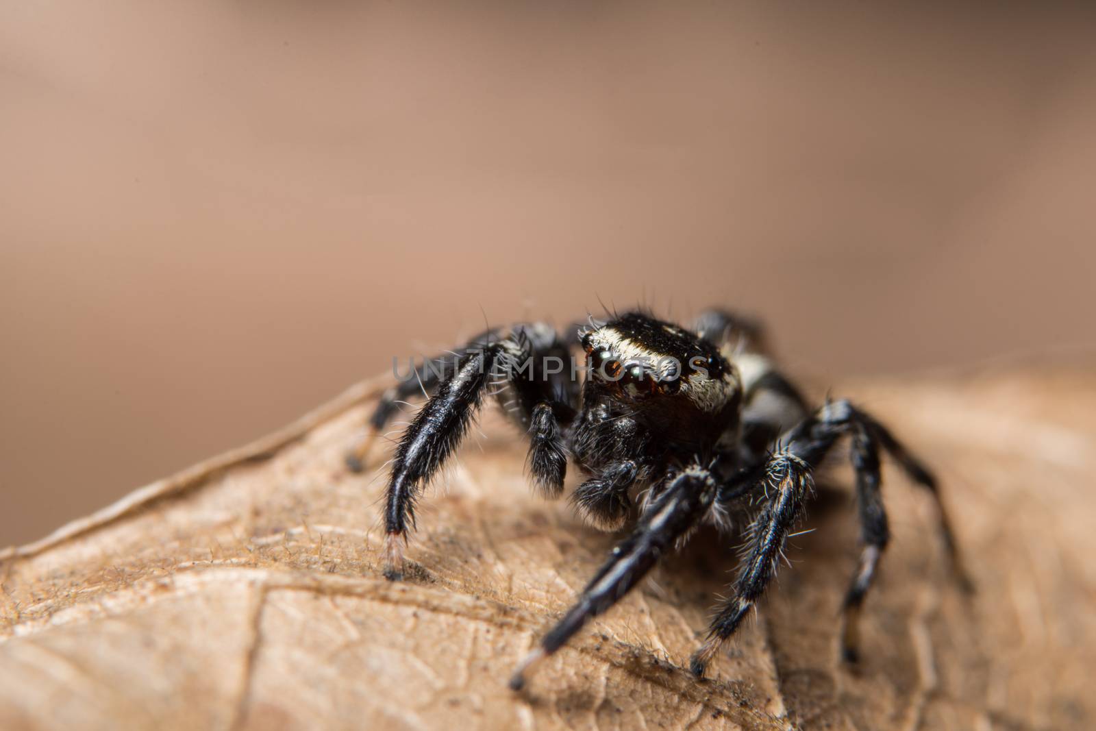 Macro spider on the leaf