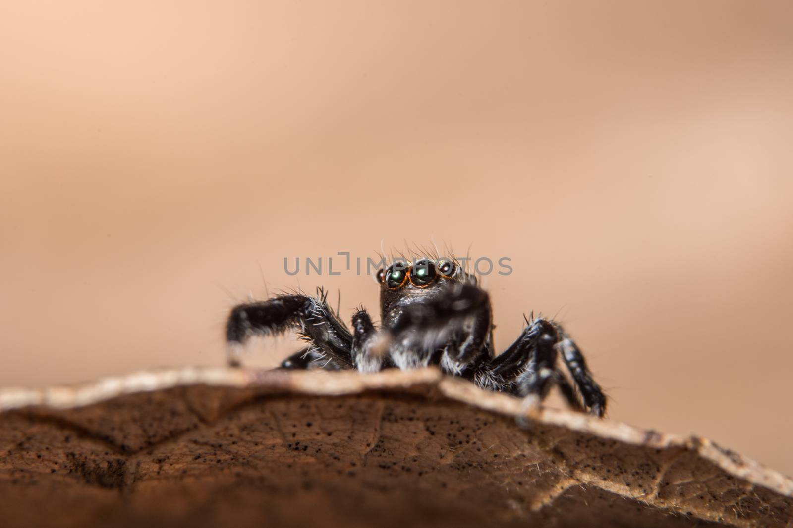 Macro spider on the leaf