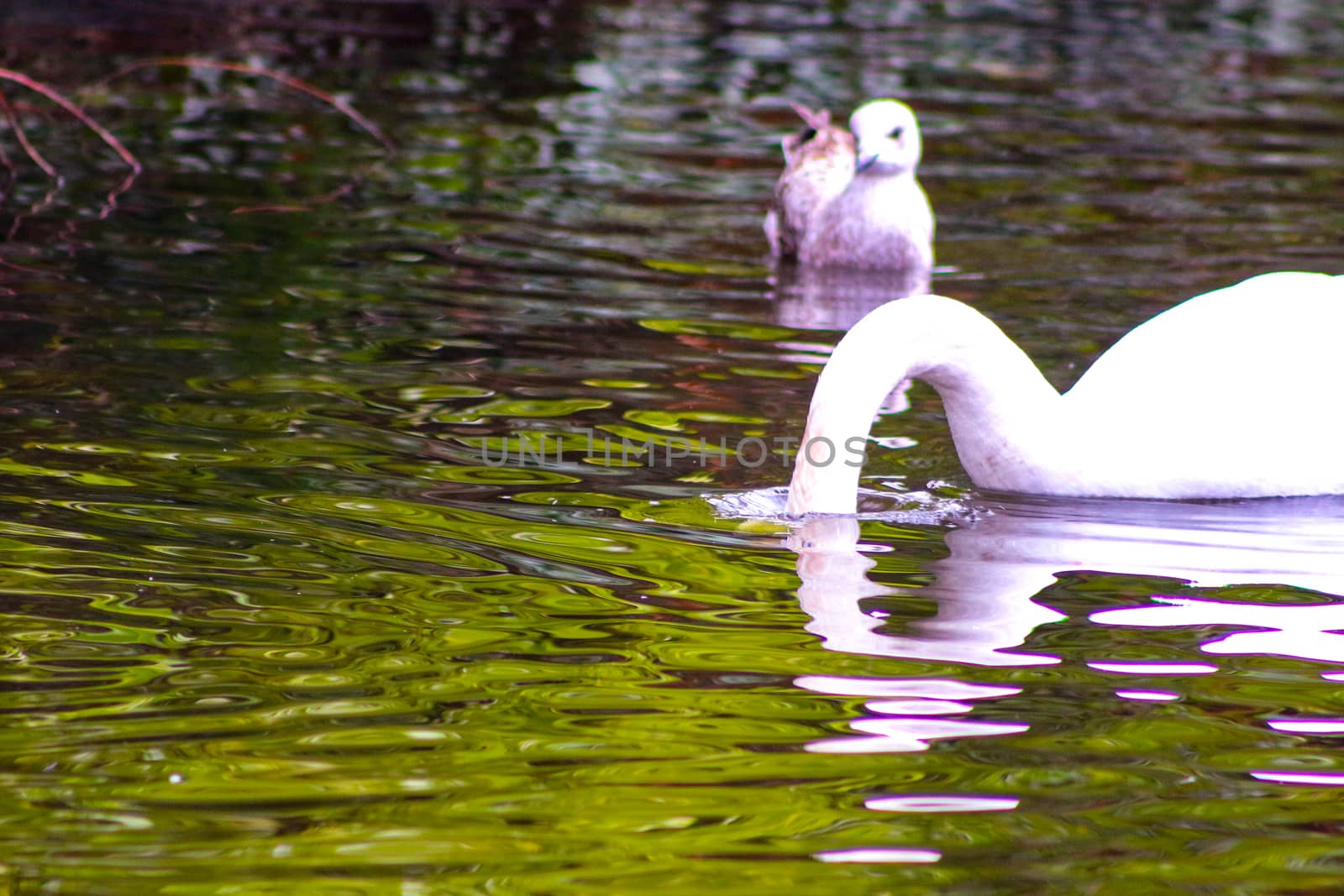 Pair of mute swans, preening their plumage on a pond. by mynewturtle1