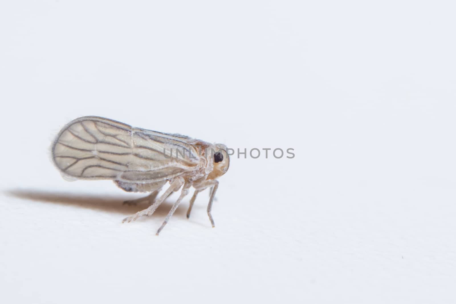 Macro Leafhopper White Background