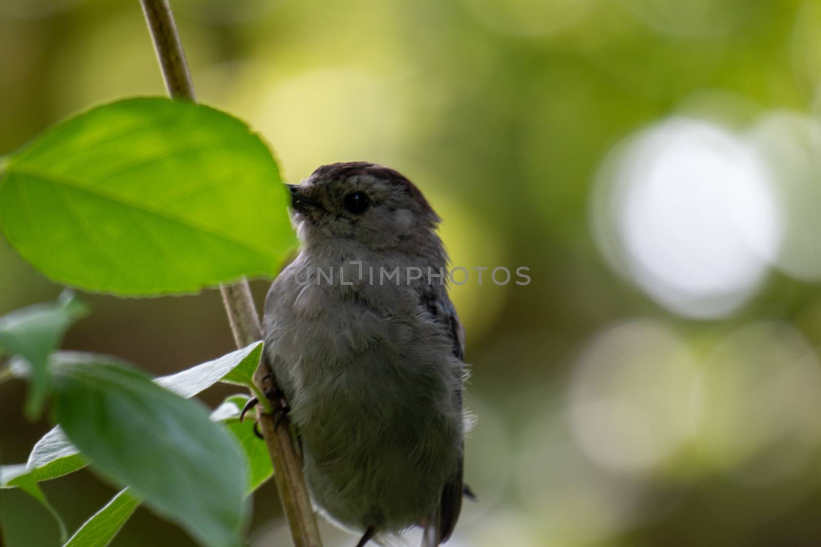 Gray Catbird (Dumetella carolinensis) Calling in Spring - Ontario, Canada