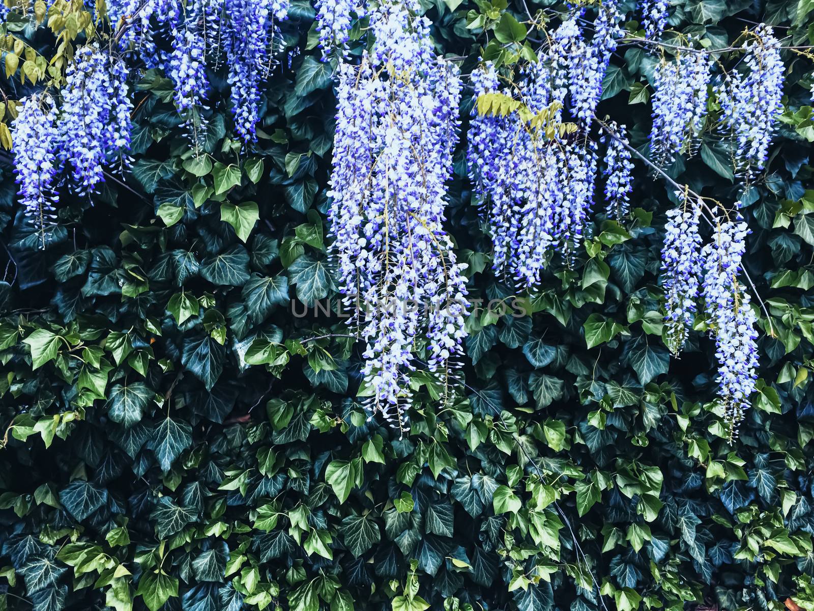 Blue wisteria flowers and leaves in botanical garden as floral background, nature and flowering by Anneleven