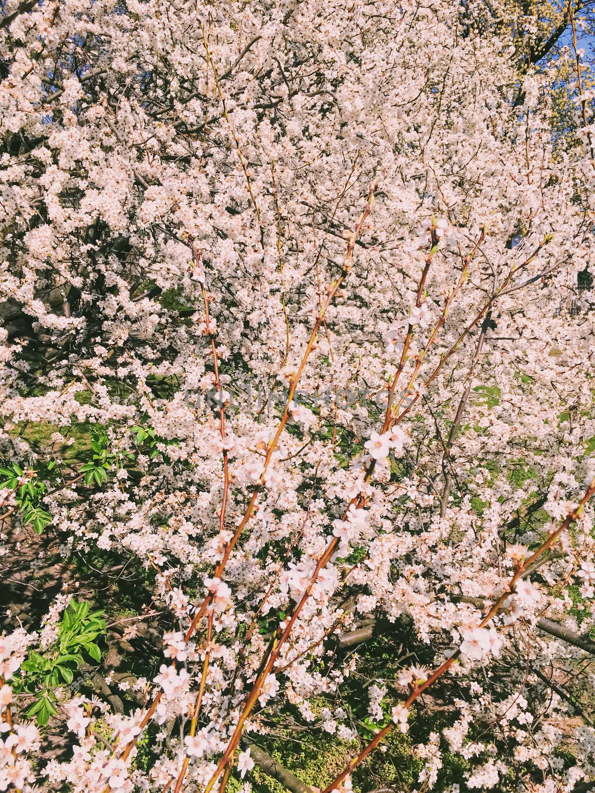 Blooming apple tree flowers in spring as floral background by Anneleven