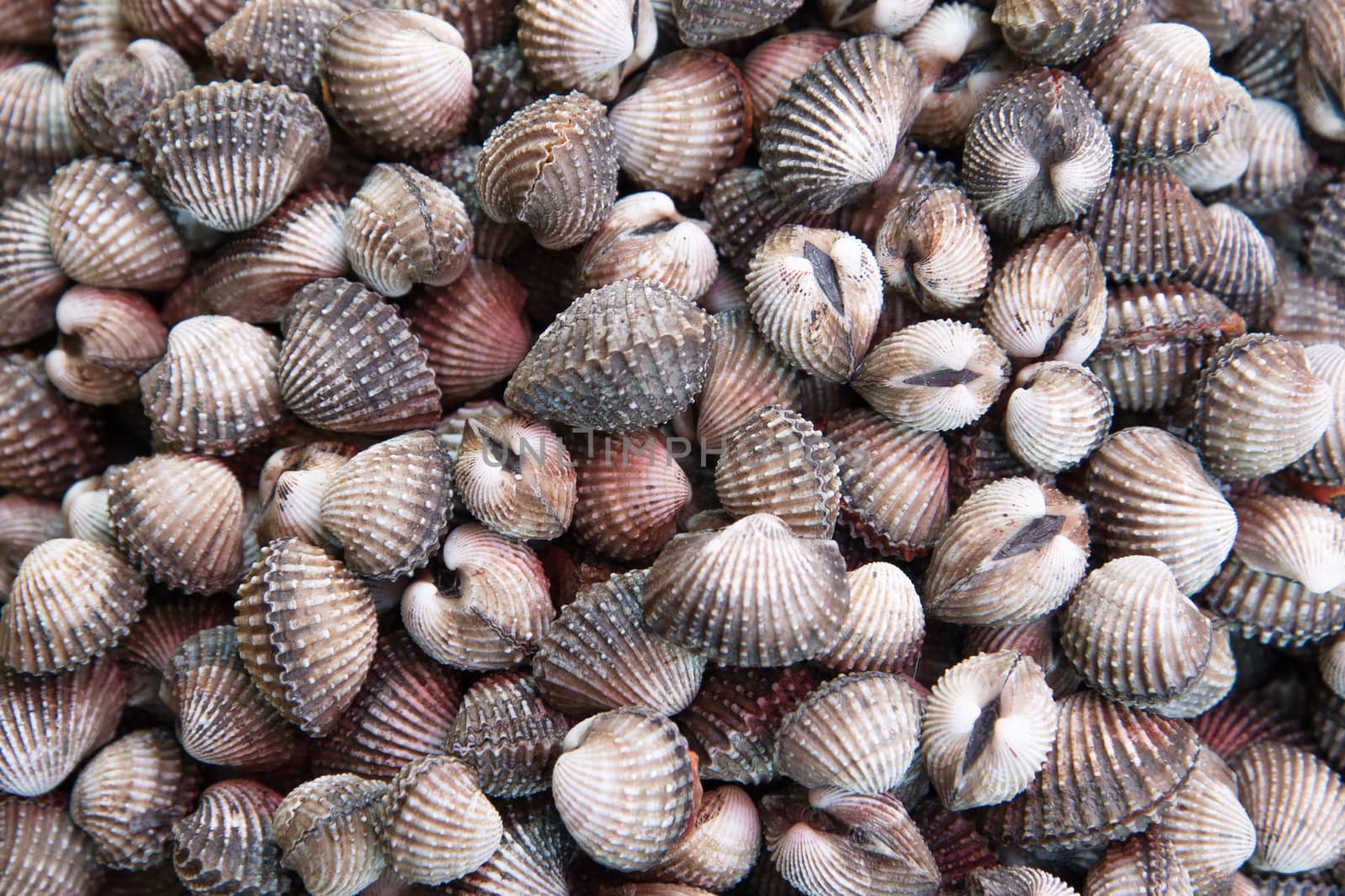 a fresh cockles for cooking