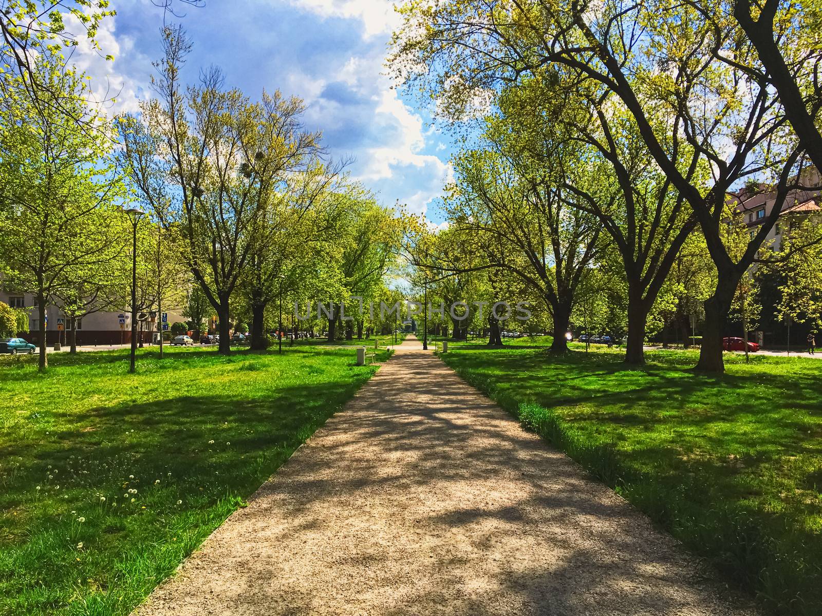 Sunny alley in the city park in spring, nature and outdoor landscape by Anneleven