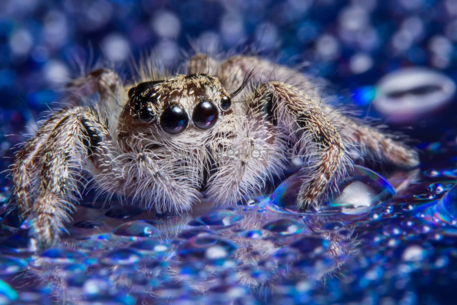 Background Macro spider
