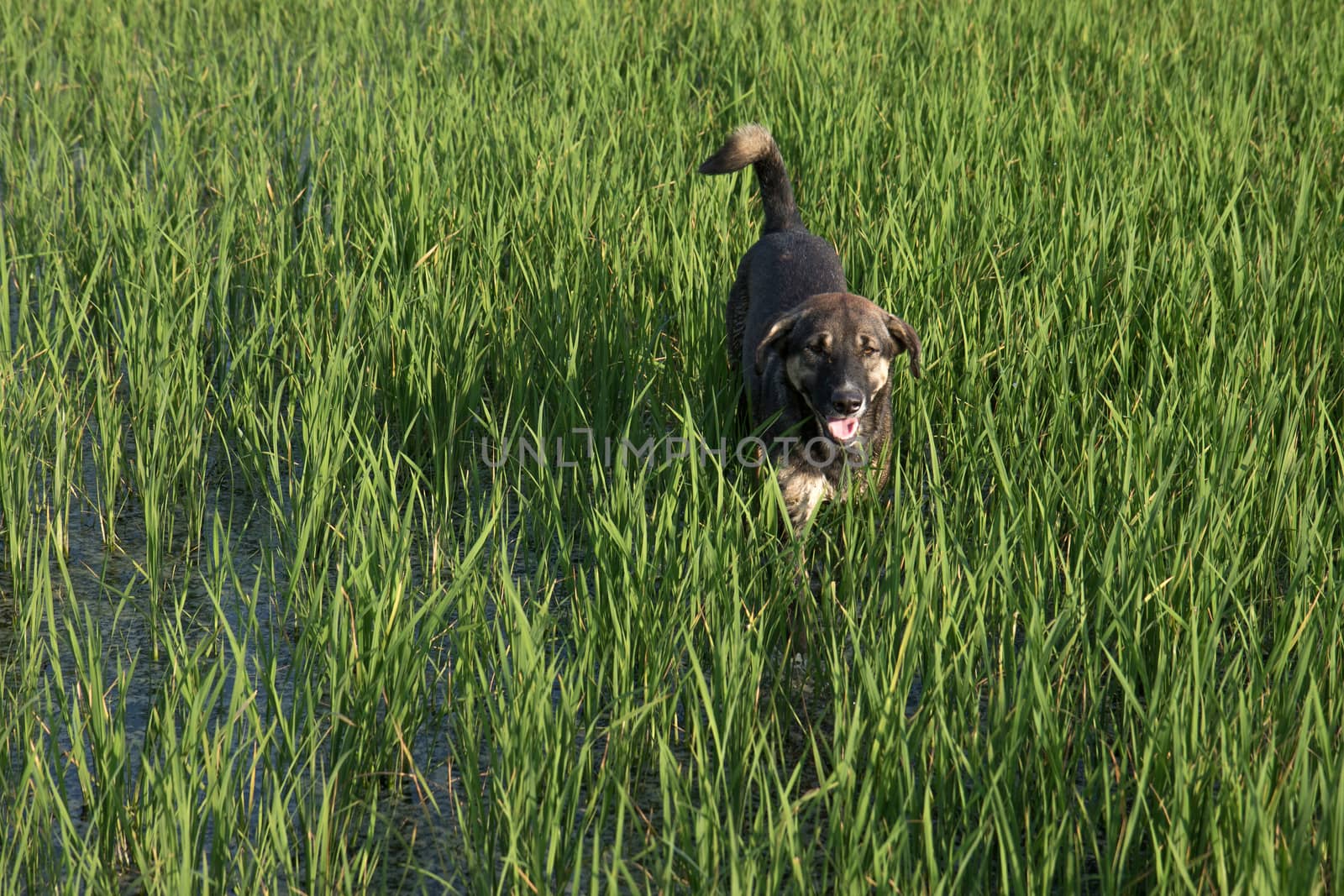 Dogs walking in rice fields.