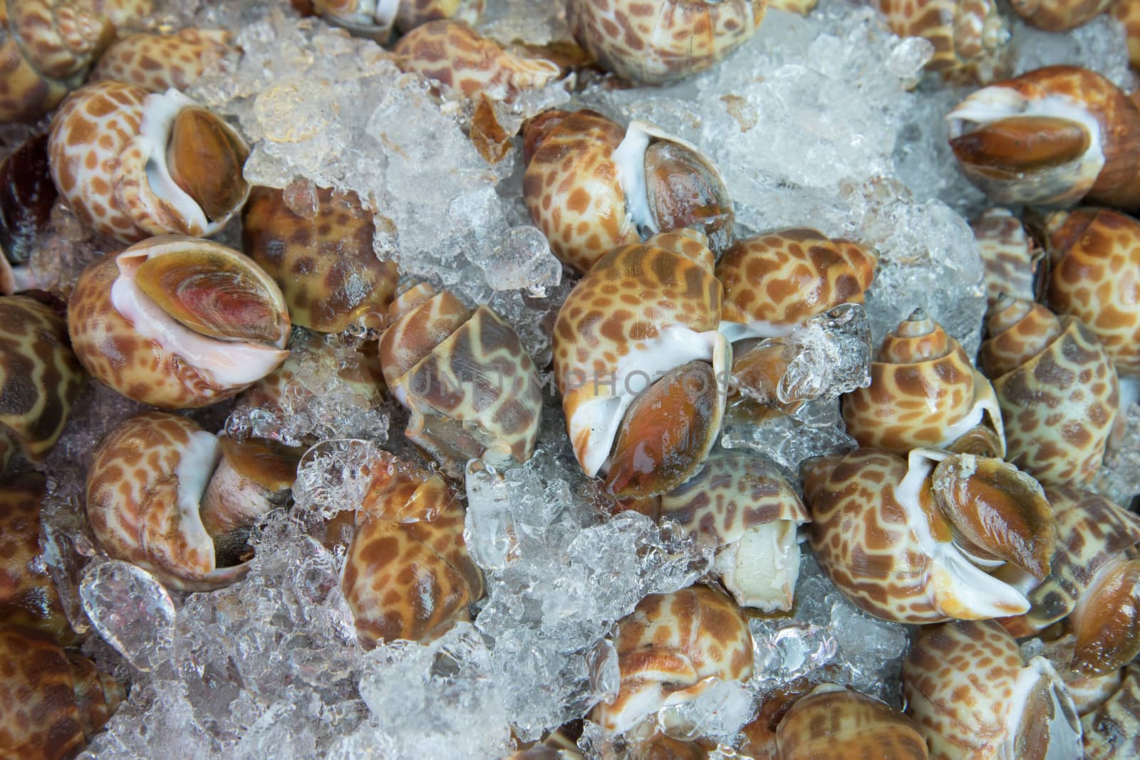 spotted babylon shell for market
