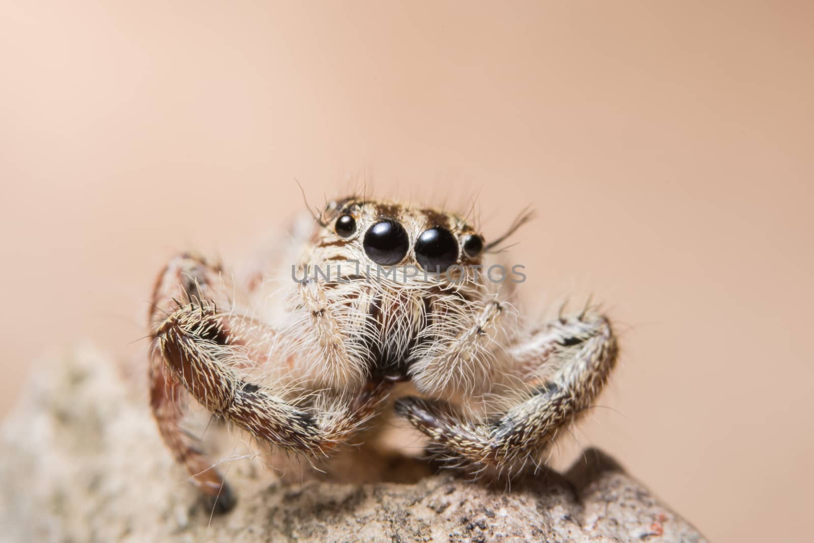 Macro spider on a branch of a leaf