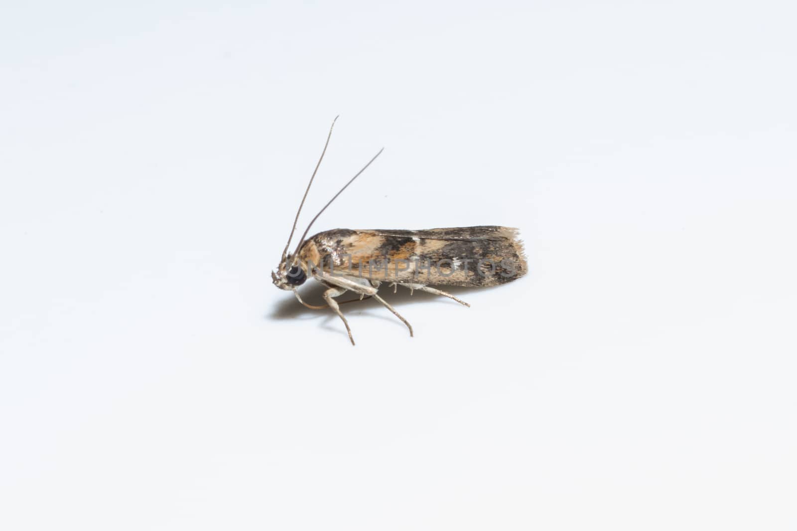 Macro moth White background