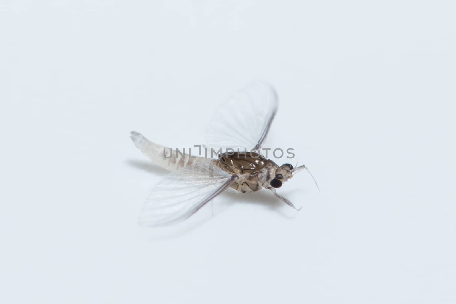 Macro Mayflies White Background