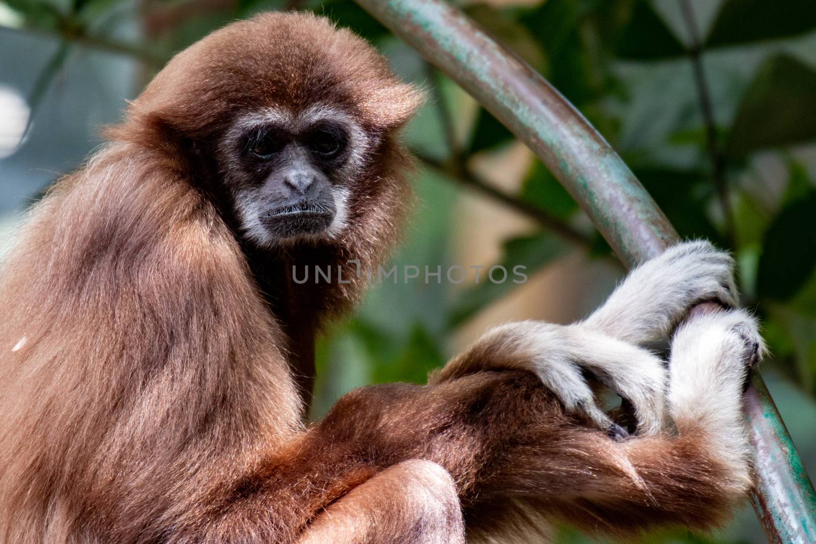 Gibbon monkey. Hanging on three, very cute primate species