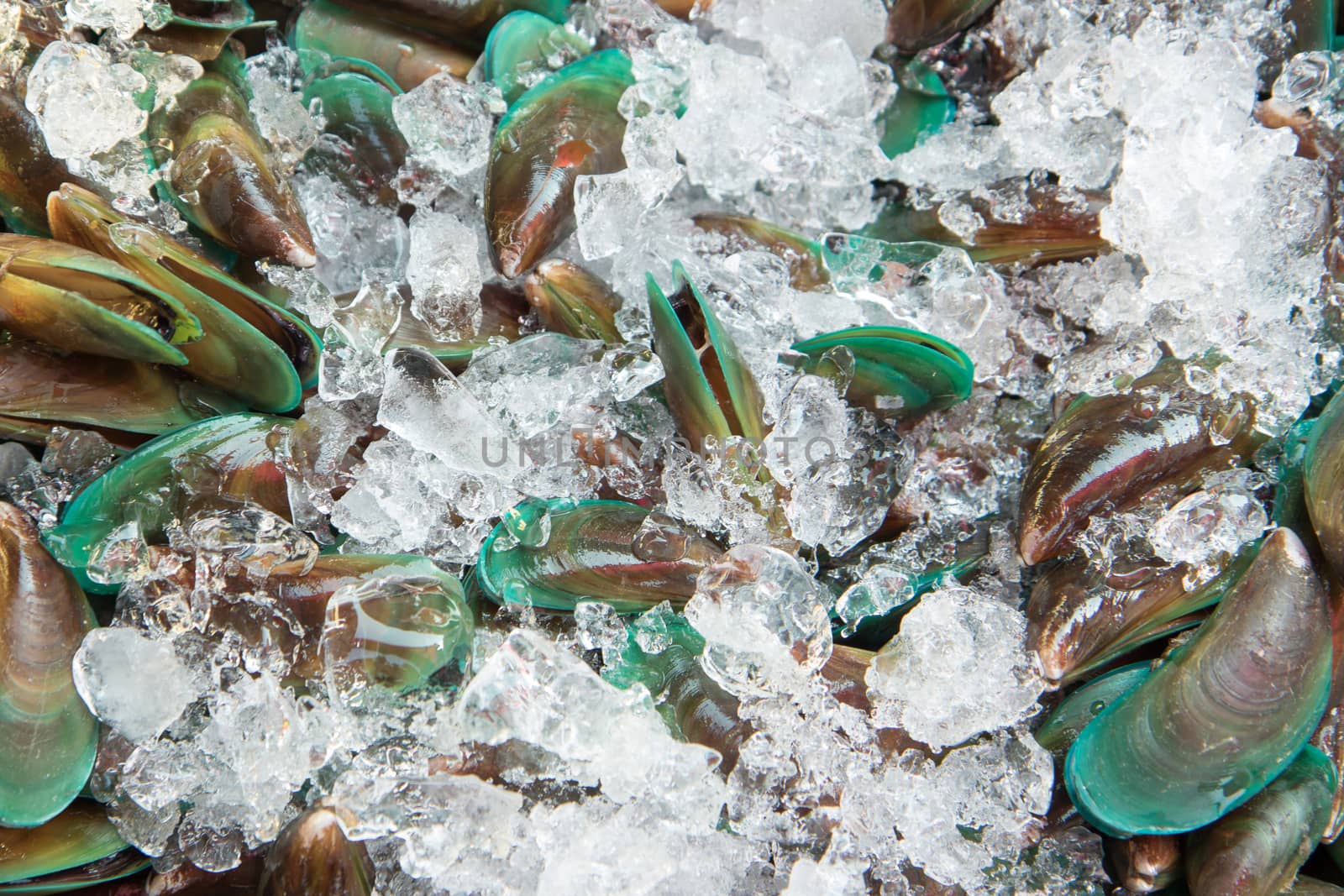 Green oyster shell for market