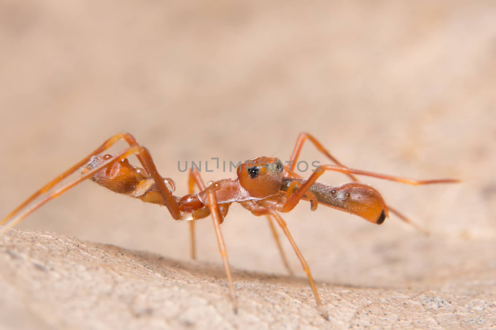 Kerengga ant-like jumper macro