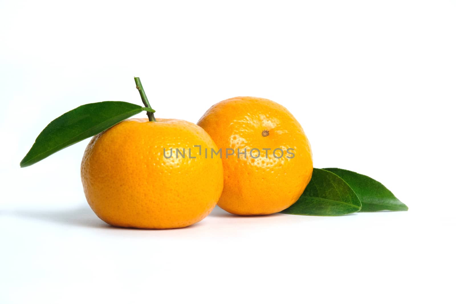 Two raw fruit of Citrus sinensis ( called jeruk baby santang ) with leaves isolated on white background – local fresh fruit from Indonesia
