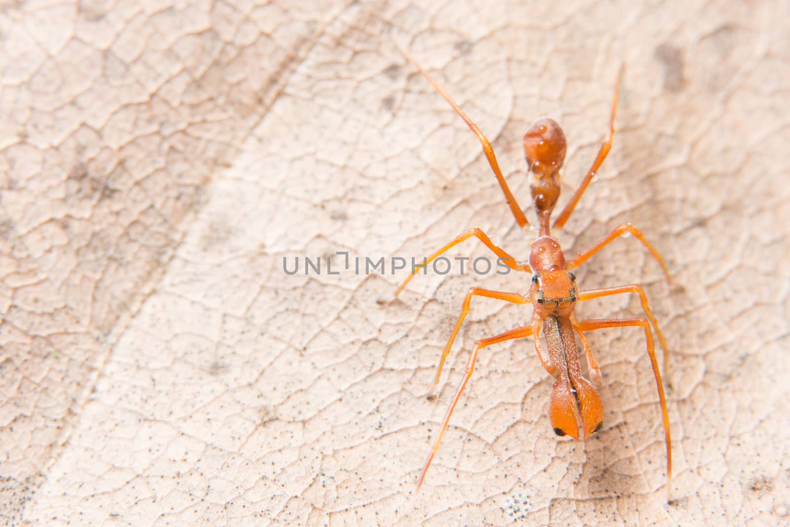 Macro spider on a branch of a leaf
